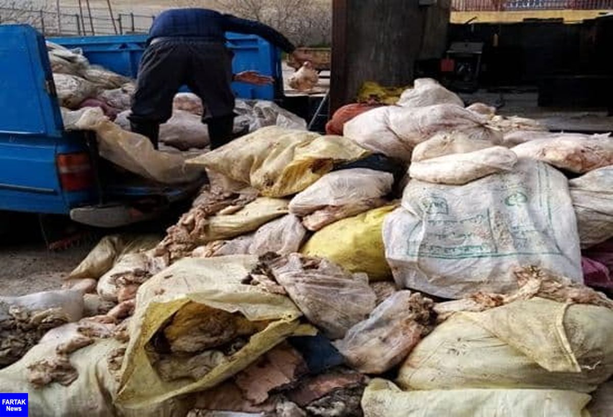 کشف و امحا بیش از ۶ تن پوست مرغ در شهرستان کرمانشاه