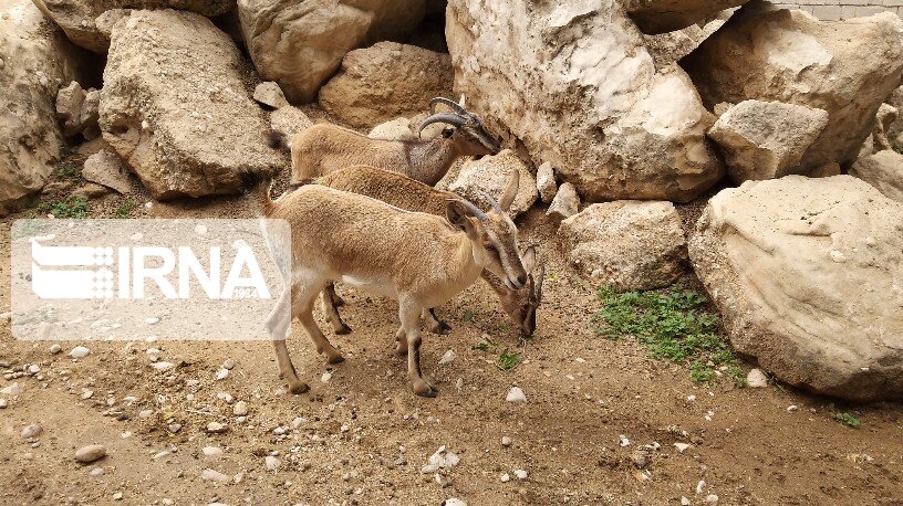 عکس/ مرکز تکثیر و پرورش گونه‌های حیات وحش در دشتستان