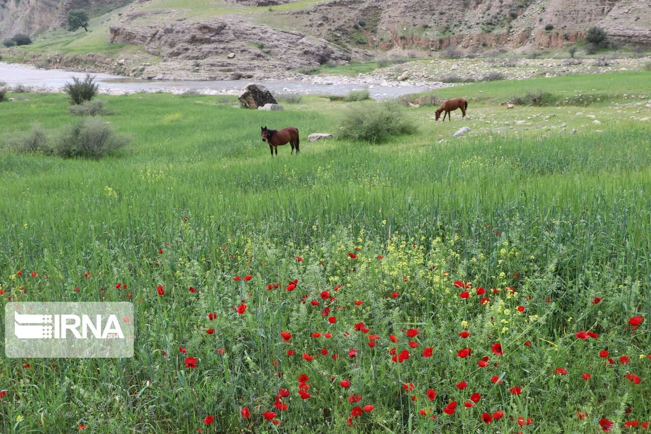 جلوه‌هایی از بهار طبیعت در منطقه تینا اندیکا