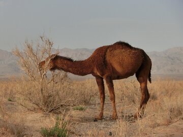 عکس/ تالاب کجی نمکزار نهبندان