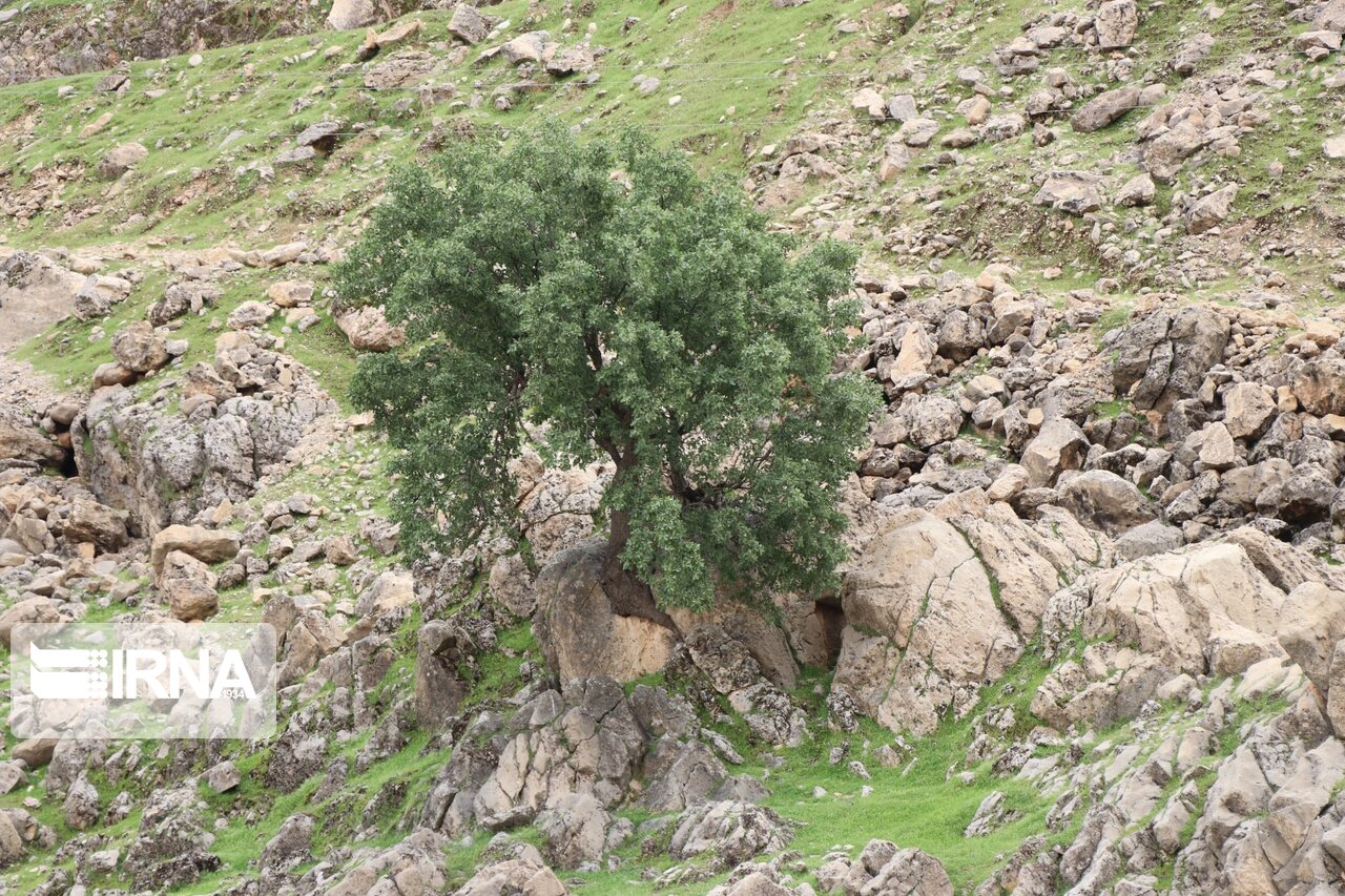 جلوه‌هایی از بهار طبیعت در منطقه تینا اندیکا