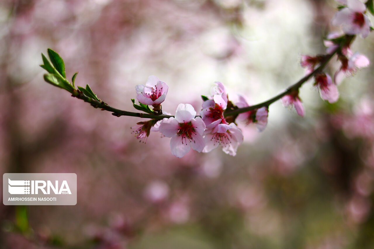 جلوه زیبای بهار در زنجان