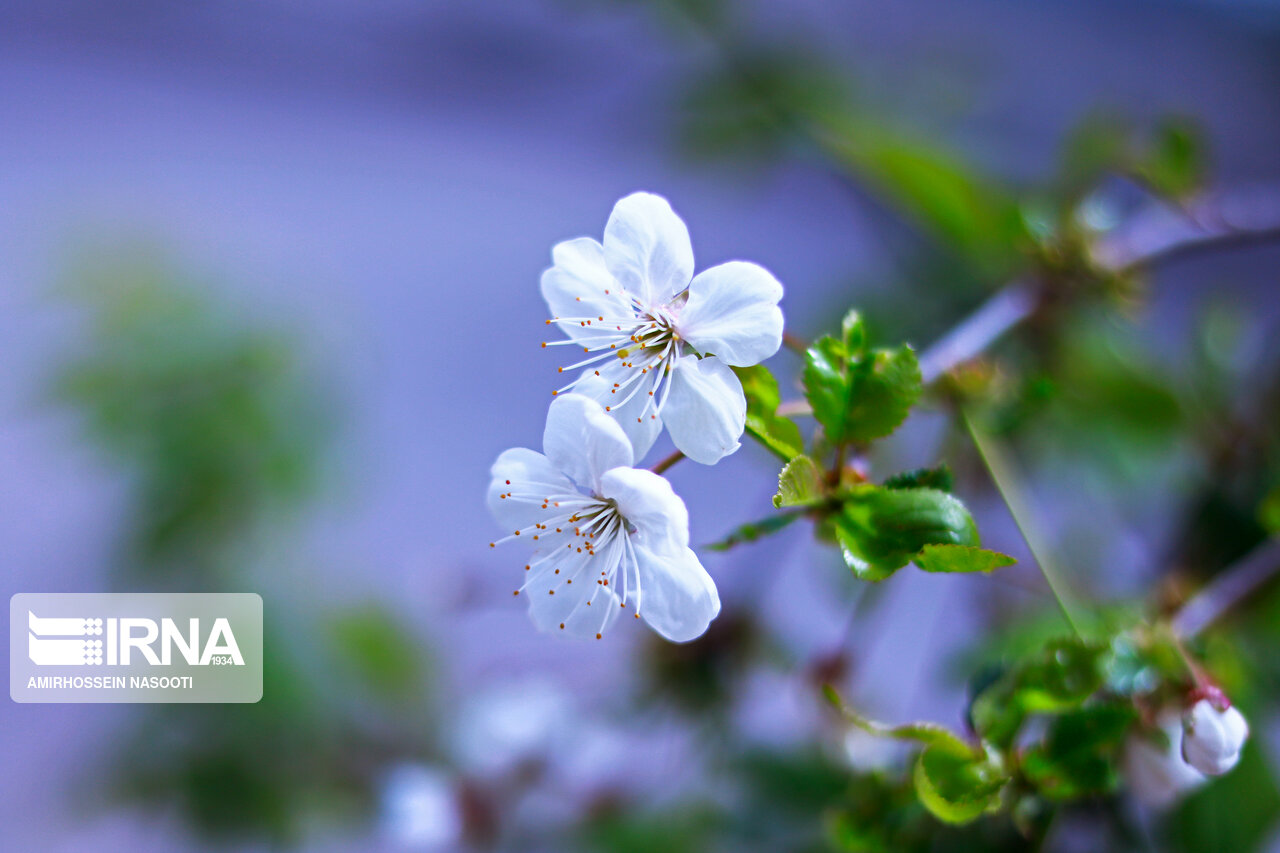 جلوه زیبای بهار در زنجان