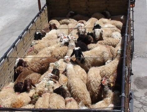 کشف ۱۶۰ رأس دام قاچاق در کرمانشاه