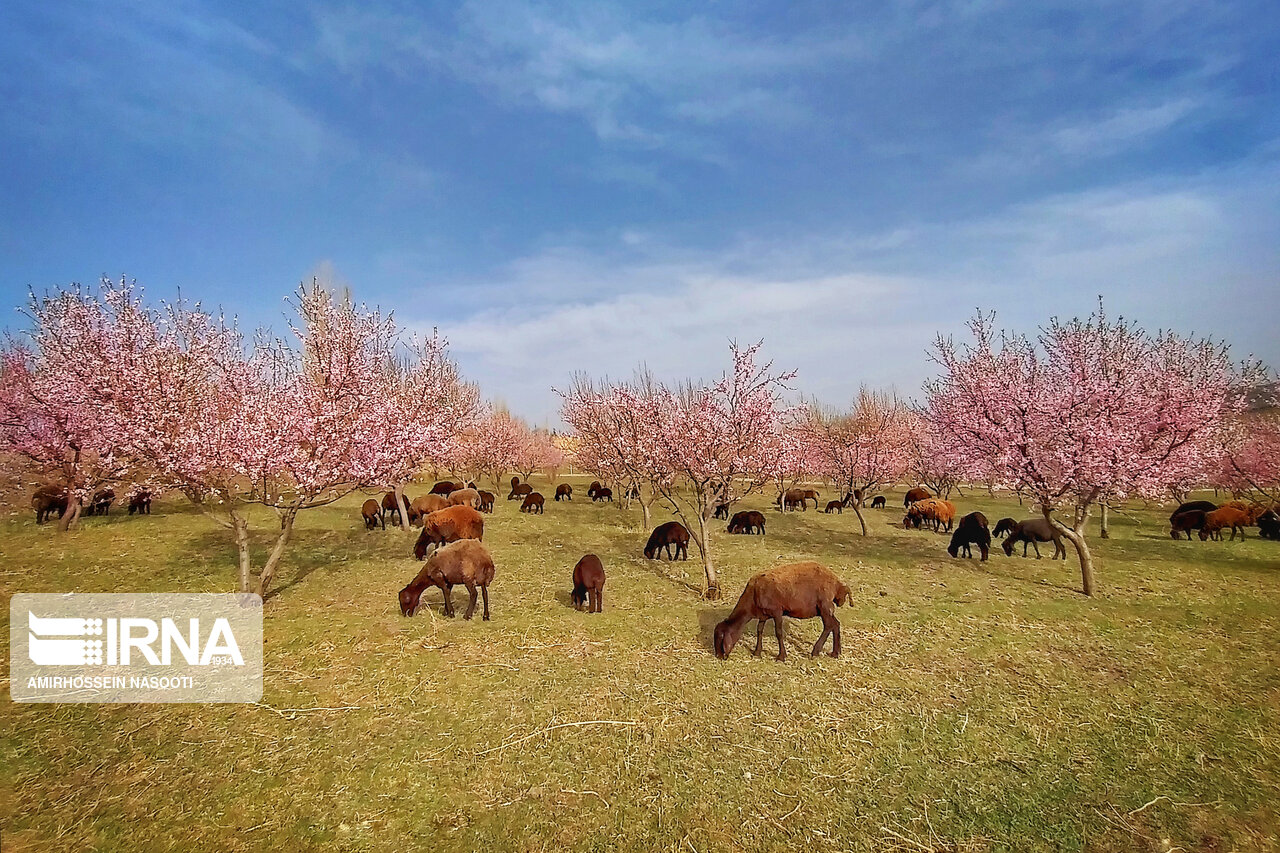 جلوه زیبای بهار در زنجان