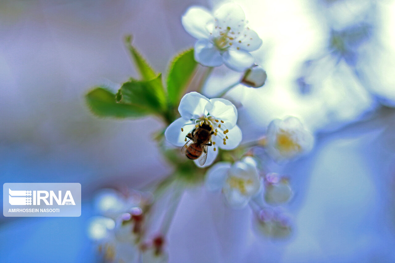 جلوه زیبای بهار در زنجان
