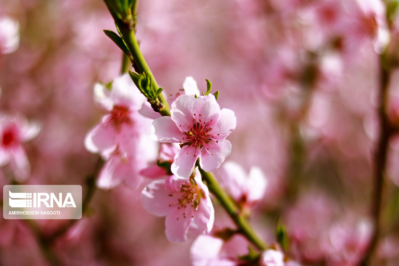 جلوه زیبای بهار در زنجان