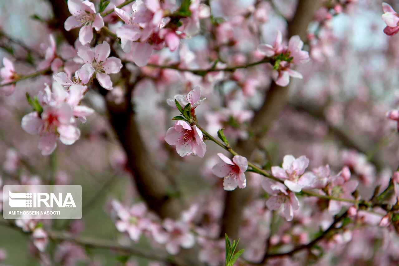 جلوه زیبای بهار در زنجان