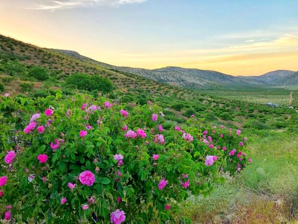آغاز برداشت از بزرگترین دشت گل محمدی دیم جهان