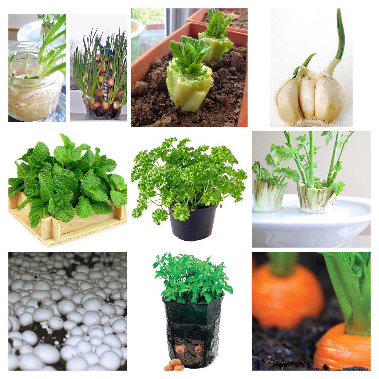  روش‌های عالی برای کاشت سبزی های ارگانیک در خانه