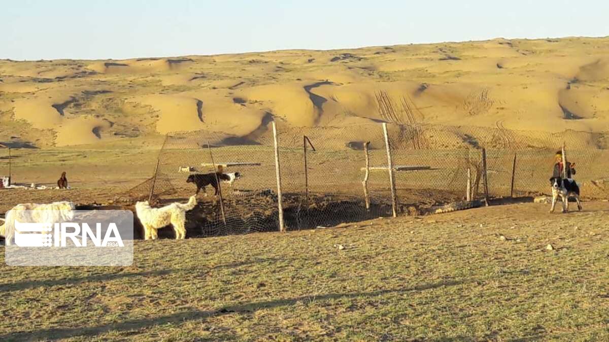 عکس/ روزهای پایانی قشلاق در کویر مرنجاب