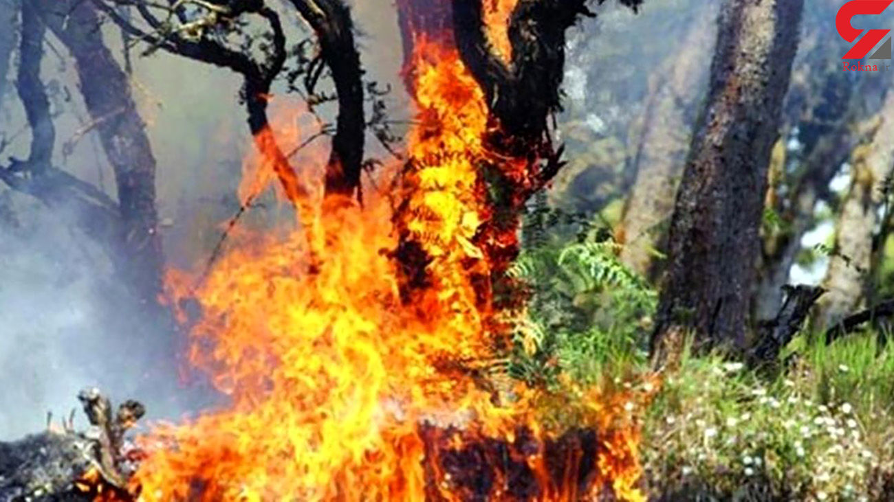 درخت گردوی ۸۰۰ ساله در لرستان به آتش کشیده شد