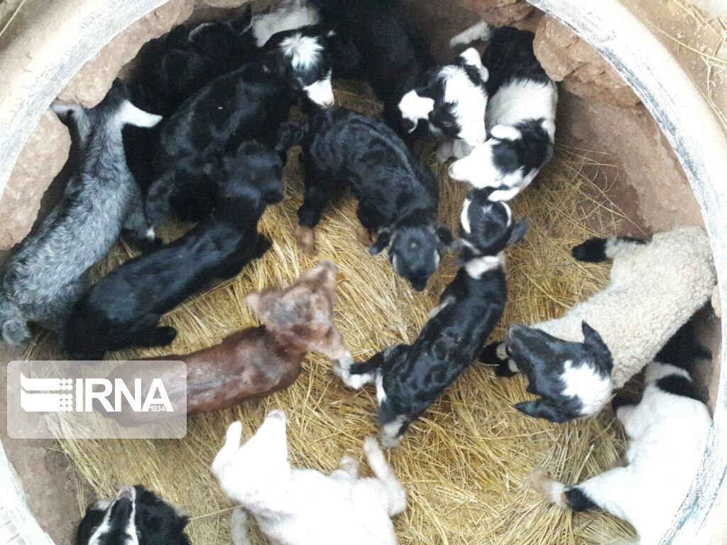 عکس/ روزهای پایانی قشلاق در کویر مرنجاب