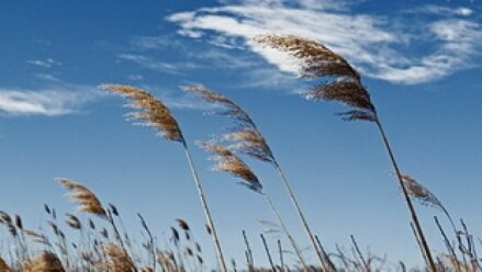 جوی پایدار برای کردستان پیشبینی میشود