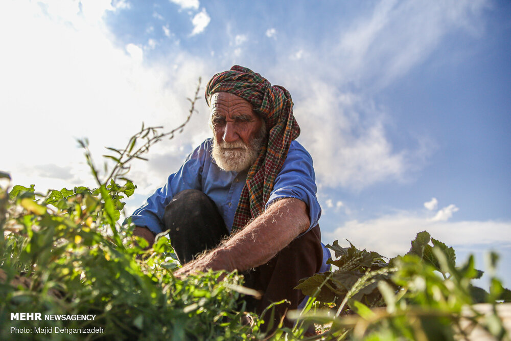 پیرمرد 80 ساله ای که با کار طاقت فرسای کشاورزی روزه داری می کند!