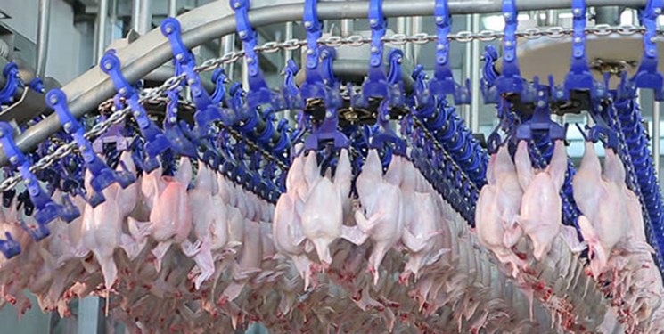 تولید ۴۰۰ تن مرغ تنظیم بازار در گچساران