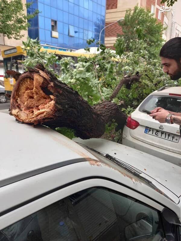  سقوط درخت بر روی پراید