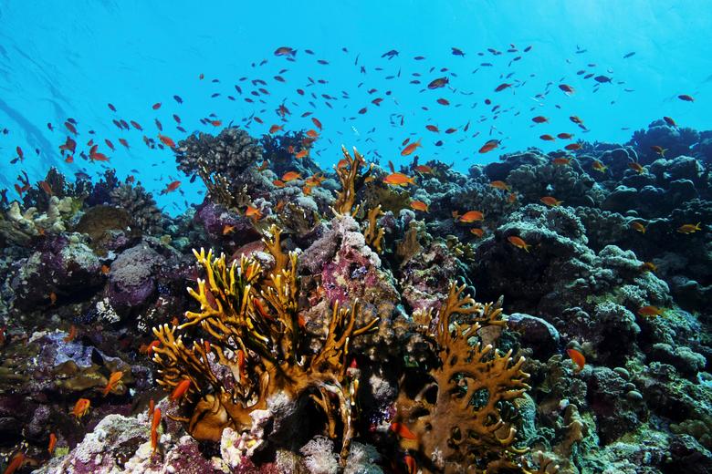 دنیای شگفت انگیز زیر دریا