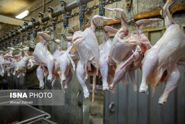 پرونده باز صادرات مرغ در سال ۹۹