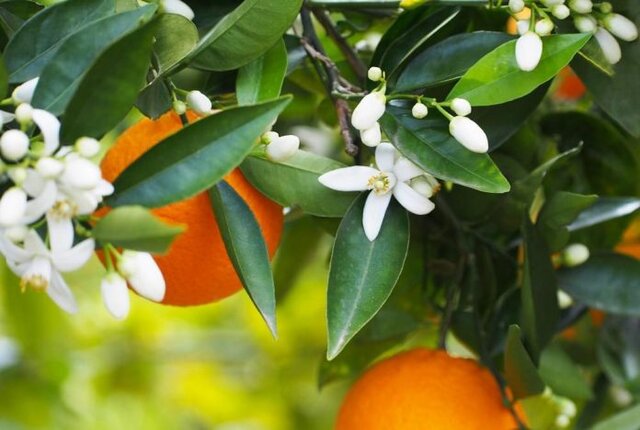 چرا باید نارنج باقیمانده درختان سریعتر برداشت شود؟
