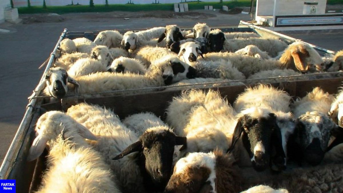 جابهجایی هرگونه دام زنده بدون اخذ مجوز دامپزشکی ممنوع است