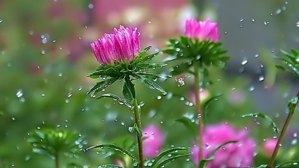 هوای خنک بهاری در گیلان ادامه دارد