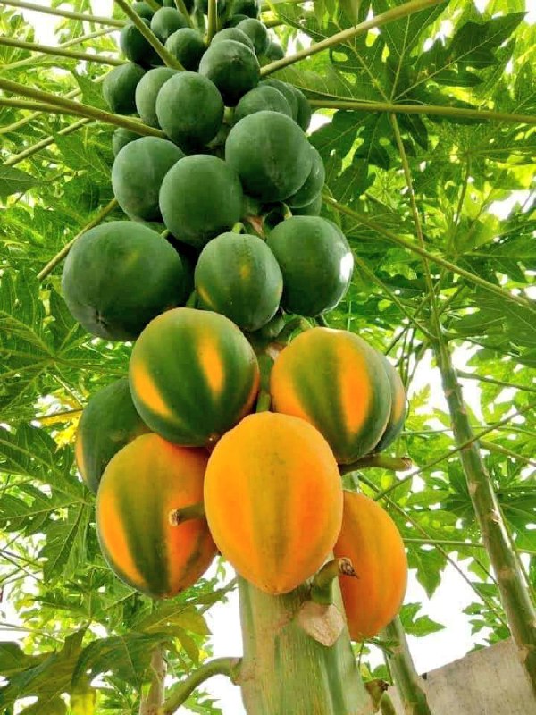 آخرین خبر | یکی از محصولات خوب بلوچستان پاپایا یا خربزه درختی