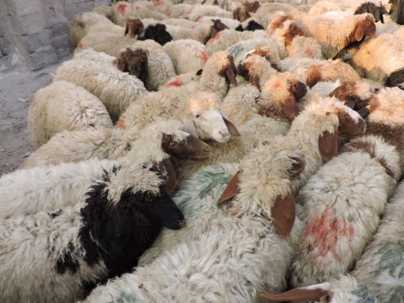 کشف ۱۰۲ رأس گوسفند قاچاق در بندرخمیر