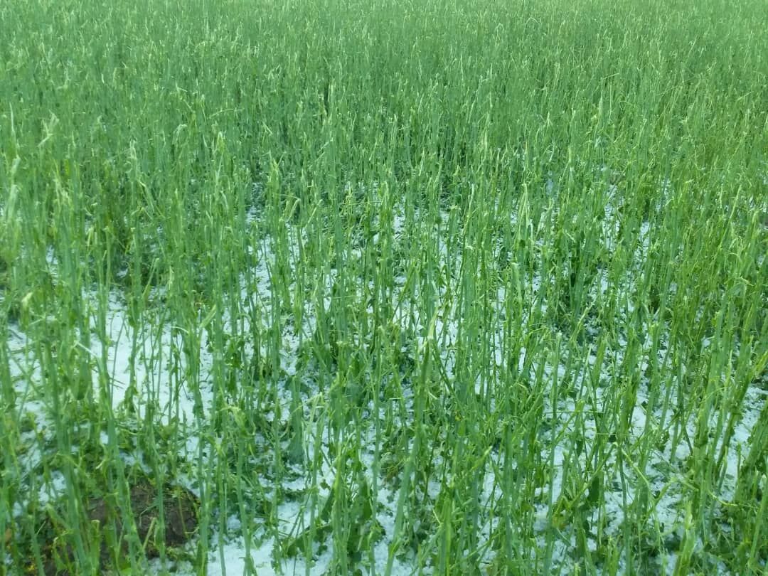خسارت ۱۰۰ درصدی تگرگ به مزارع و باغات نمین