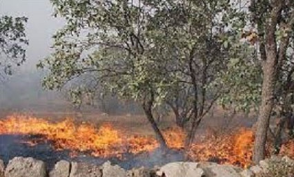 آتش‌سوزی در منطقه حفاظت شده دیل