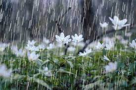 پیش‌بینی بارش باران در کرمان