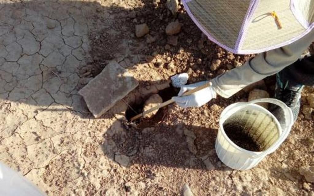 عملیات جونده‌کشی سالک در قصرشیرین انجام شد
