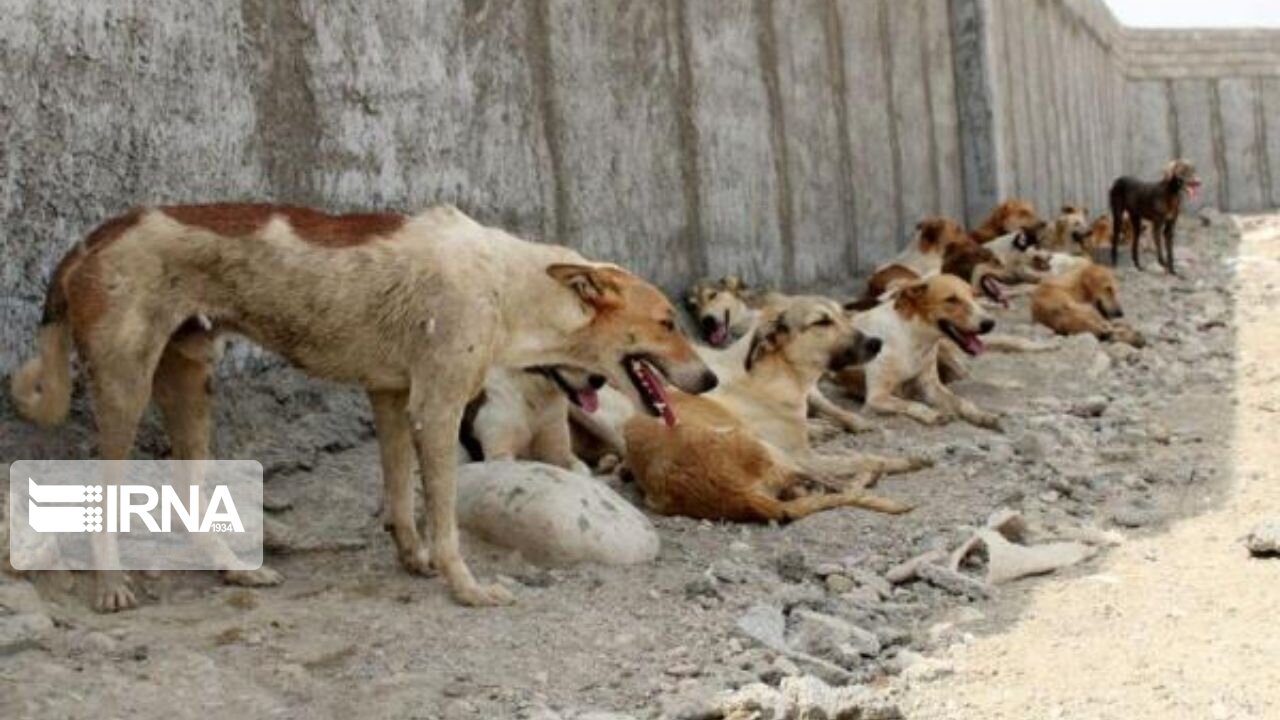 مرکز نگهداری سگهای بدون صاحب در بروجرد ایجاد میشود