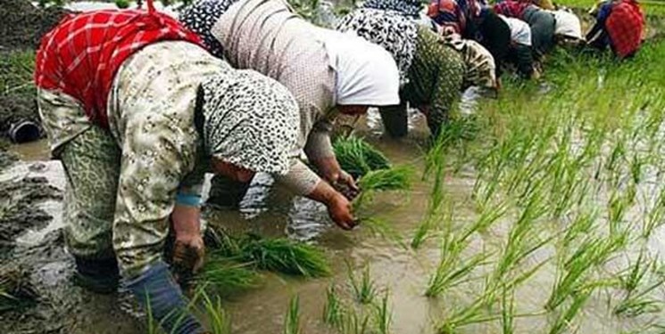 ۹۳ درصد از شالیزارهای گیلان خزانهگیری شدند