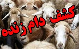 مهار ۳۰۶ رأس دام قاچاق در مرزهای شمالغرب