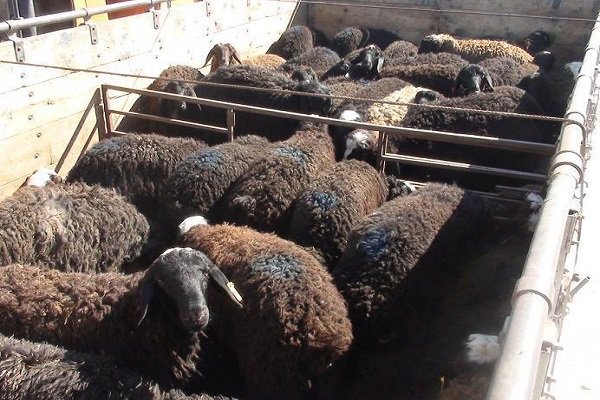 باند ۶ نفره سارقان احشام در کهگیلویه و بویراحمد متلاشی شد