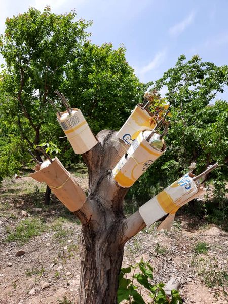 بالغ بر ۱۱۰۰ اصله درخت گردو در مرودشت اصلاح شد