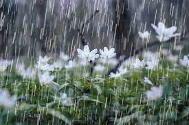 بارش ۱۵ میلی‌متری باران در آبادان