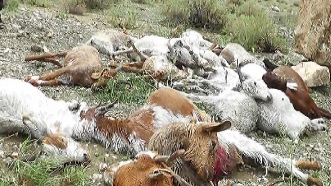 تلف شدن ۳۰۰ راس دام دیگر در بخش احمدی بر اثر بارندگی و تگرگ شدید