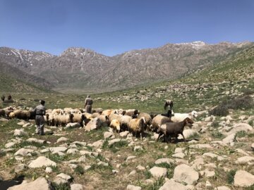 عکس/ طبیعت زیبای شاهو در منطقه اورامانات استان کرمانشاه