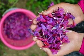راهاندازی کارگاه تولید عرقیات گیاهی با تولید سالانه ۵۵۰ تن در جهرم