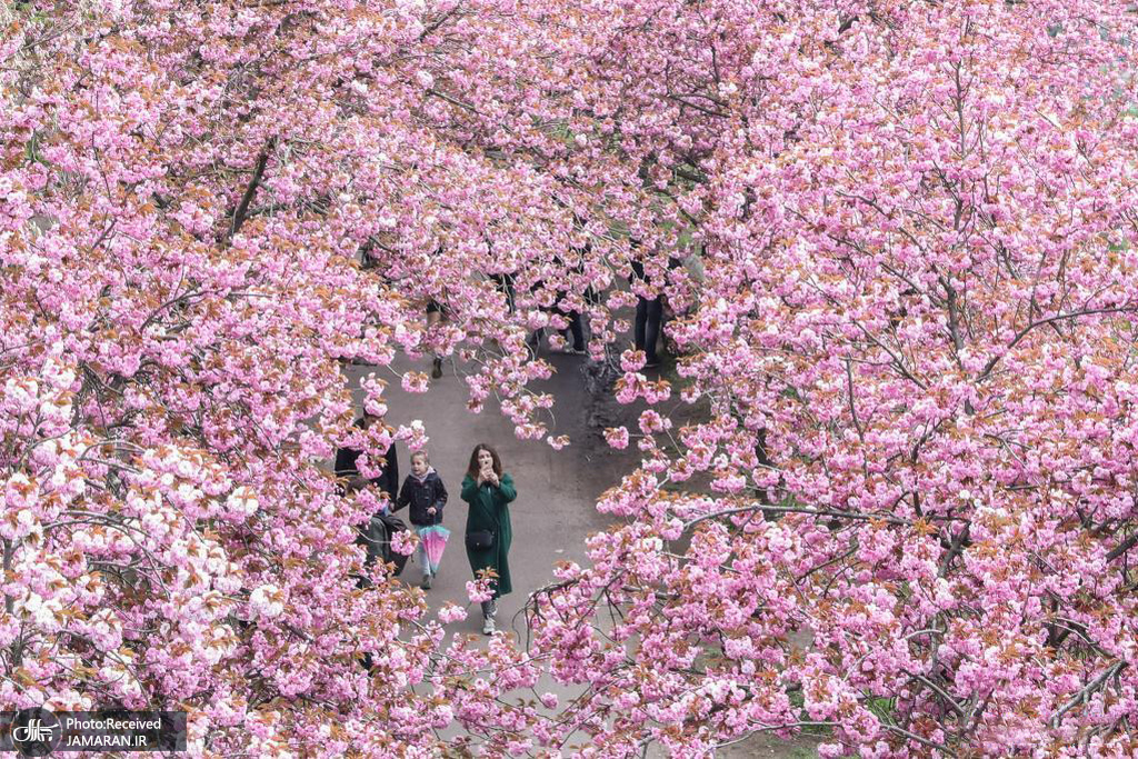 شکوفه های گیلاس در آلمان