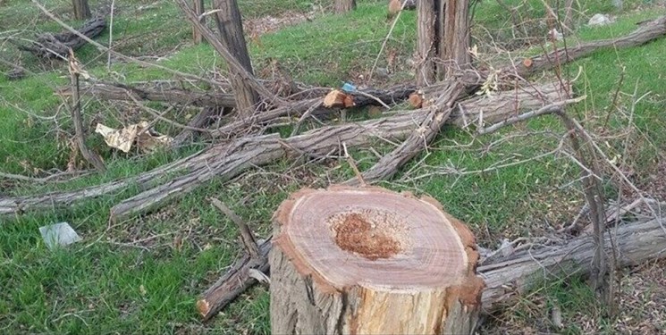 دستهای پشت پرده قطع درختان اردوگاه دانشآموزی قوچان