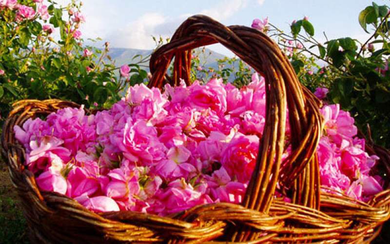 تولید ۷۰ تن گل محمدی در مرودشت