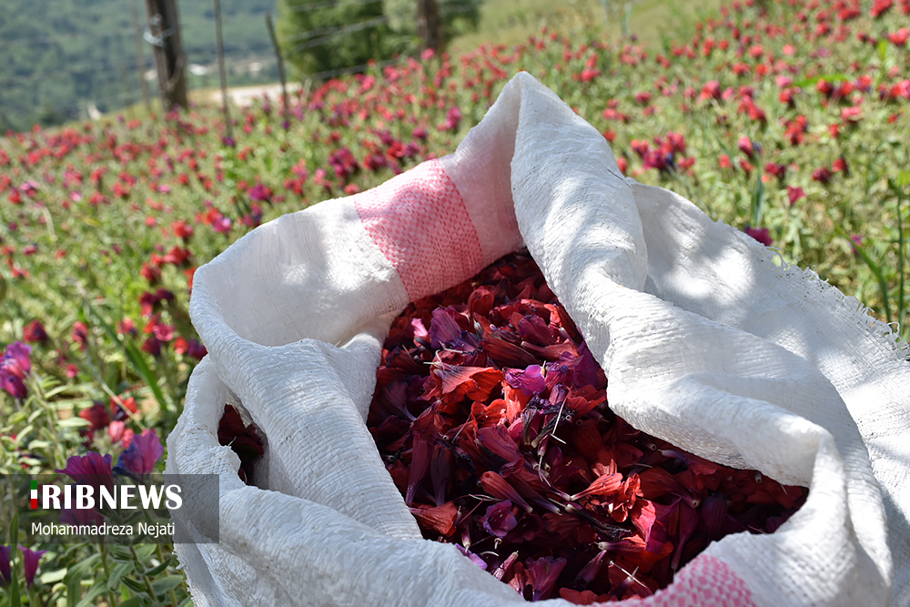 برداشت گل‌گاوزبان در مازندران