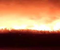 آتش‌سوزی نیزار ورودی بوشهر خاموش شد