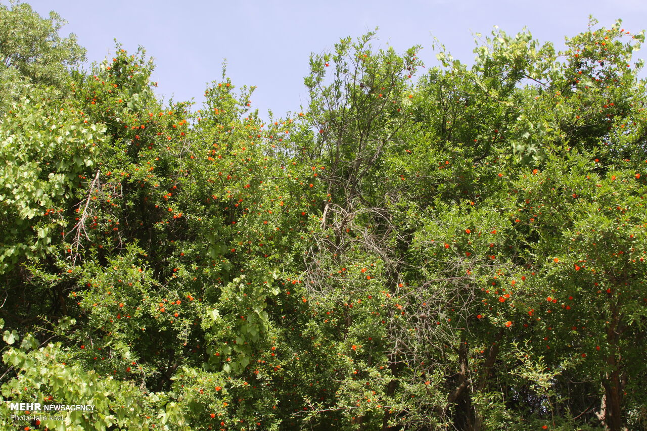 روستای زیبای «کلم» در ایلام