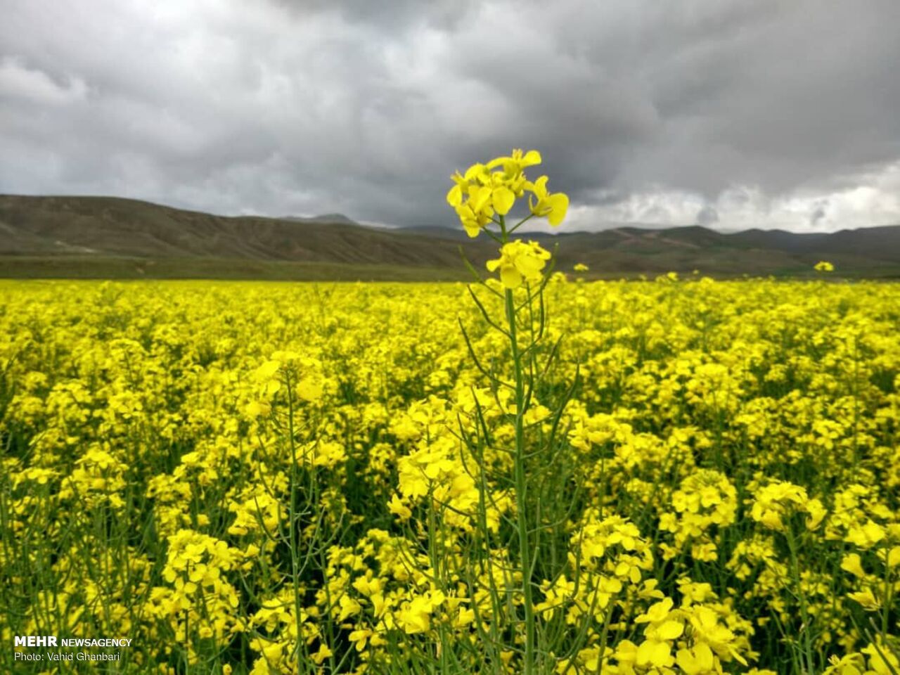 طبیعت بکر و زیبای منطقه «اوریاد» در استان زنجان