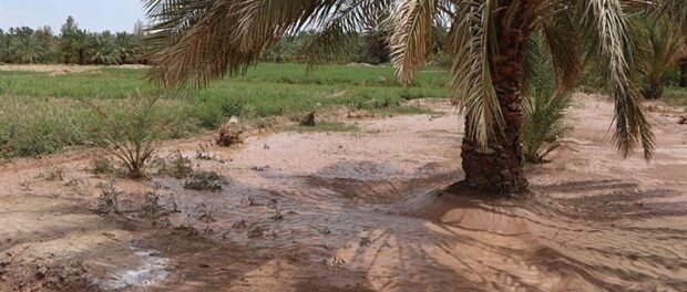 خسارت ۹۶ میلیارد ریالی بارندگی به بخش کشاورزی شهرستان کرمان