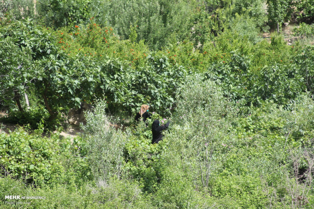 روستای زیبای «کلم» در ایلام